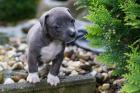 Wunderschöner Pitbull